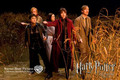 Attack on the Burrow - HBP - NEW - daniel-radcliffe photo