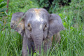 Baby elephant - the-animal-kingdom photo