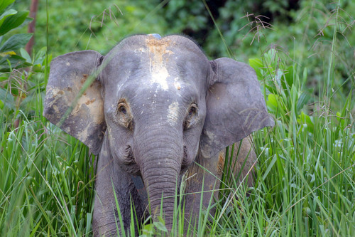  Baby olifant