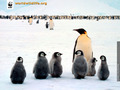 Penguin family - the-animal-kingdom photo