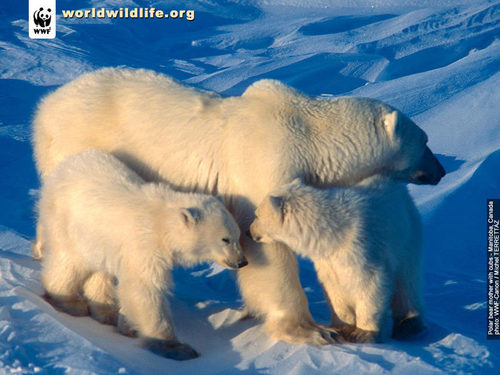  Polar ভালুক family
