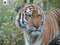 Tiger - the-animal-kingdom photo