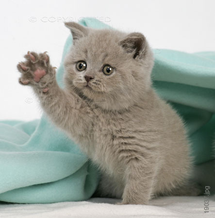 cute-kitty-cuteness-2258987-443-450.jpg