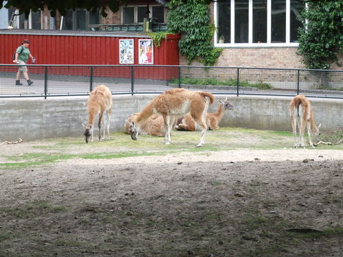 Copenhagen Zoo