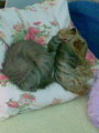 Ikar & Jenny ;) - fanpop-pets photo