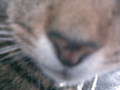 Jasper 'close(ish)-ups' - fanpop-pets photo