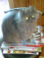 My cat Jenny;) - fanpop-pets photo