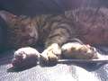 Sleepy Jasper - fanpop-pets photo