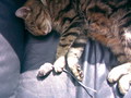 Sleepy Jasper - fanpop-pets photo