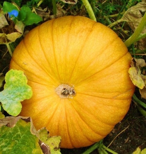 a real pumpkin