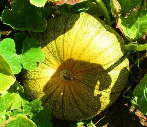  a real zucca