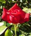 a red, red rose - gardening photo