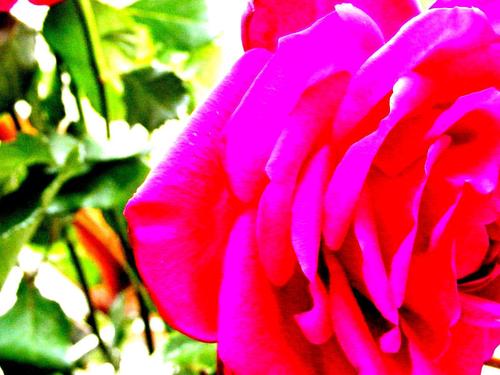  bright rose