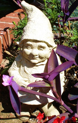 gnomes in the garden