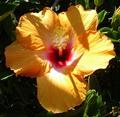 hibiscus - gardening photo