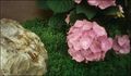 perfect hydrangea - gardening photo