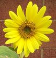 sunflower - gardening photo
