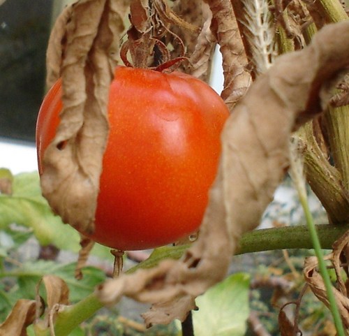  wrinkled tomatoe