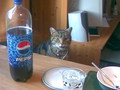 Jasper at the dinner table - fanpop-pets photo