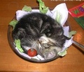 Kitty Salad - domestic-animals photo