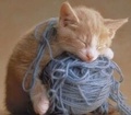 Knitting Kitty - domestic-animals photo