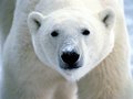 Polar Bear (3) - the-animal-kingdom photo