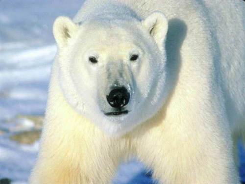  Polar beruang (4)