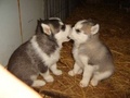 Puppy Love - wolves photo