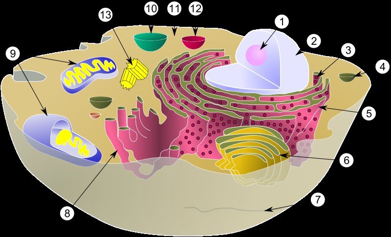 animal cell model images. biology animal cell