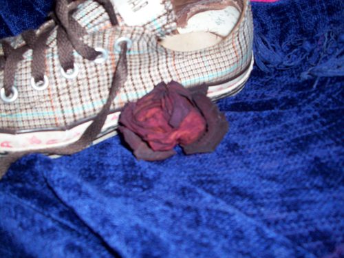  Shoe and a rose
