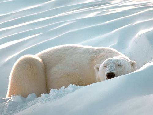  Sleeping Polar ভালুক