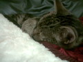 Sleepy Jaspie - fanpop-pets photo