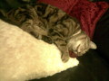 Sleepy Jaspie - fanpop-pets photo