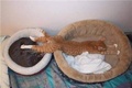 Stretched Out - domestic-animals photo