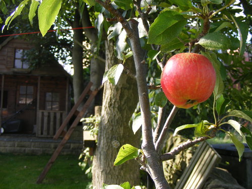 epal, apple