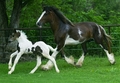 horse - horses photo