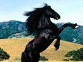 horse - horses photo