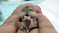 my chipmunk-fabio - against-animal-cruelty photo