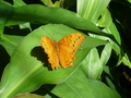 Butterflies - photography photo