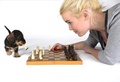 Chess Puppy  - domestic-animals photo