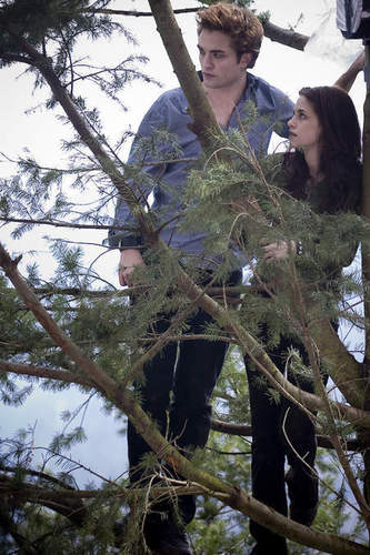  Edward Cullen and Bella angsa, swan
