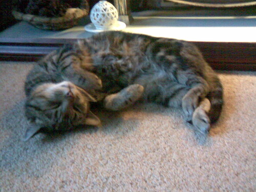  Jasper on the Floor