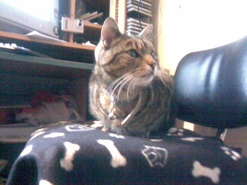  Jasper चुरा लिया my chair! :P