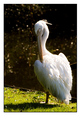 Pelican     - photography photo