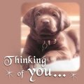 Puppy Card - domestic-animals photo