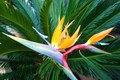 bird of paradise - gardening photo