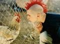 punk Vs chicken - funny-pictures photo