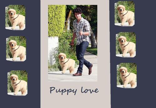  puppy love.jpg