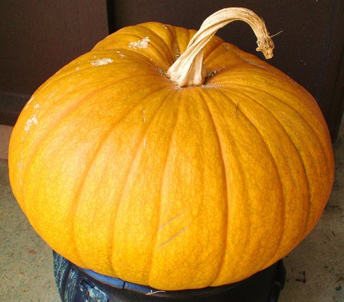  the かぼちゃ, カボチャ i grew myself