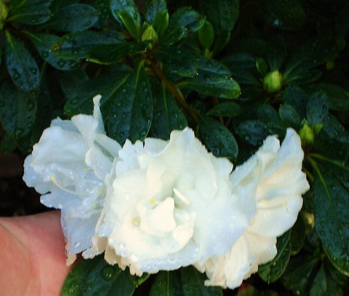  white azaleas